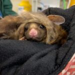 Robert Clarence Irwin Instagram – Cinnamon the Yellow-bellied glider, in care at our Wildlife Hospital… it’s impossible not to fall in love with that little face. Saving native wildlife is our passion at the hospital💛
