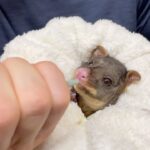 Robert Clarence Irwin Instagram – One of our most adorable Australia Zoo Wildlife Hospital patients currently in care ☺️