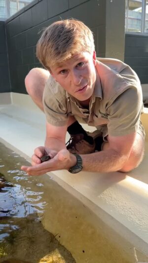 Robert Clarence Irwin Instagram - Wow. This was a special moment. I think Dad would be pretty proud that we’ve become the first to successfully breed the turtle that he discovered. A rare, and unique species under threat in the wild has just been given a second chance.