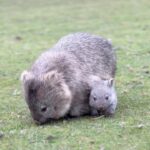 Robert Clarence Irwin Instagram – Exploring @tasmania’s breathtaking Maria Island for the first time and getting one on one with their adorable wombats! #ad #DiscoverTasmania