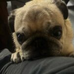 Robert Clarence Irwin Instagram – Stella the pug appreciation post 😂☺️❤️
@stellairwinthepug