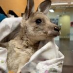 Robert Clarence Irwin Instagram – The many lives being saved at our Australia Zoo Wildlife Hospital ❤️
