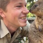 Robert Clarence Irwin Instagram – Come meet the newest additions to our @australiazoo animal family… quokkas!!