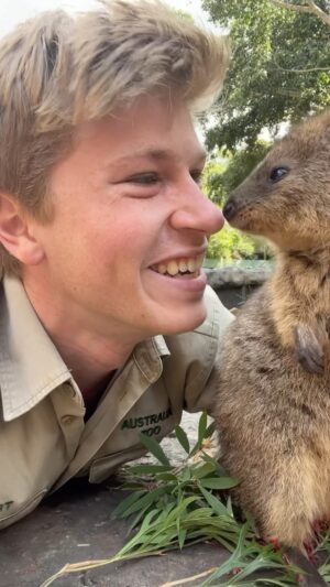 Robert Clarence Irwin Instagram - Come meet the newest additions to our @australiazoo animal family… quokkas!!