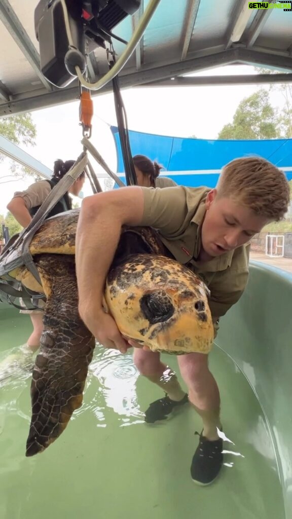 Robert Clarence Irwin Instagram - Check out one of our latest Wildlife Hospital patients, Captain Pete is the biggest loggerhead sea turtle I’ve ever seen!