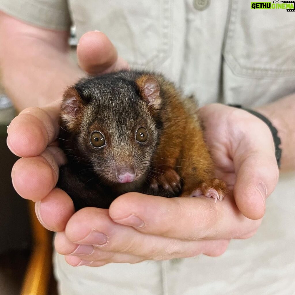 Robert Clarence Irwin Instagram - This little ringtail possum has a sad story but a bright future! Her mum was hit by a car and sadly didn’t survive, but thanks to our amazing Wildlife Hospital team this little one is set to make a full recovery. She will be raised up and released back to the wild as soon as she’s old enough ❤️