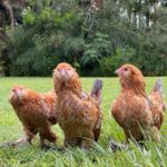 Robert Clarence Irwin Instagram – The newest members of the Irwin Family – Mochi, Cindy and Waffle the chickens… welcome to the fam, girls ☺️❤️