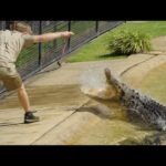 Robert Clarence Irwin Instagram – There’s no question – the strike from a saltwater crocodile is one of the most powerful forces on the planet. What a privilege to work with these dinosaurs every day!