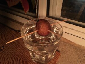 Robert Sheehan Instagram - Growing an avocado! I can’t describe the joy it gives me lads and lasses, and don’t be worrying about this “green thumb” bullshit everything requires practise, trial and error 🍄