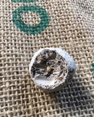 Robert Sheehan Instagram - Made seedballs! To give out this coming #fridaysforfuture in Toronto. Eeeazy peazy and good craic to make. Some potting soil, casting plaster, water and loads of native wildflower seeds and mix er all up in a big pot. Kudos to @oxr8d for the charming packaging. And you don’t have to bury JUST THROW EM! #helpthebees #pollinators