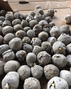 Robert Sheehan Instagram - Made seedballs! To give out this coming #fridaysforfuture in Toronto. Eeeazy peazy and good craic to make. Some potting soil, casting plaster, water and loads of native wildflower seeds and mix er all up in a big pot. Kudos to @oxr8d for the charming packaging. And you don’t have to bury JUST THROW EM! #helpthebees #pollinators