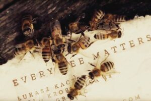 Robert Sheehan Instagram - Looking for environmental gift idea ? BeeSavingPaper.com I got all my Christmas wrapping there this year, and once you’re done with it you rip it up and plant it in the ground, and it grows into the plant she makes the paper from ! It’s a miracle (they haven’t paid me nothin) #bees @bee_saving_paper