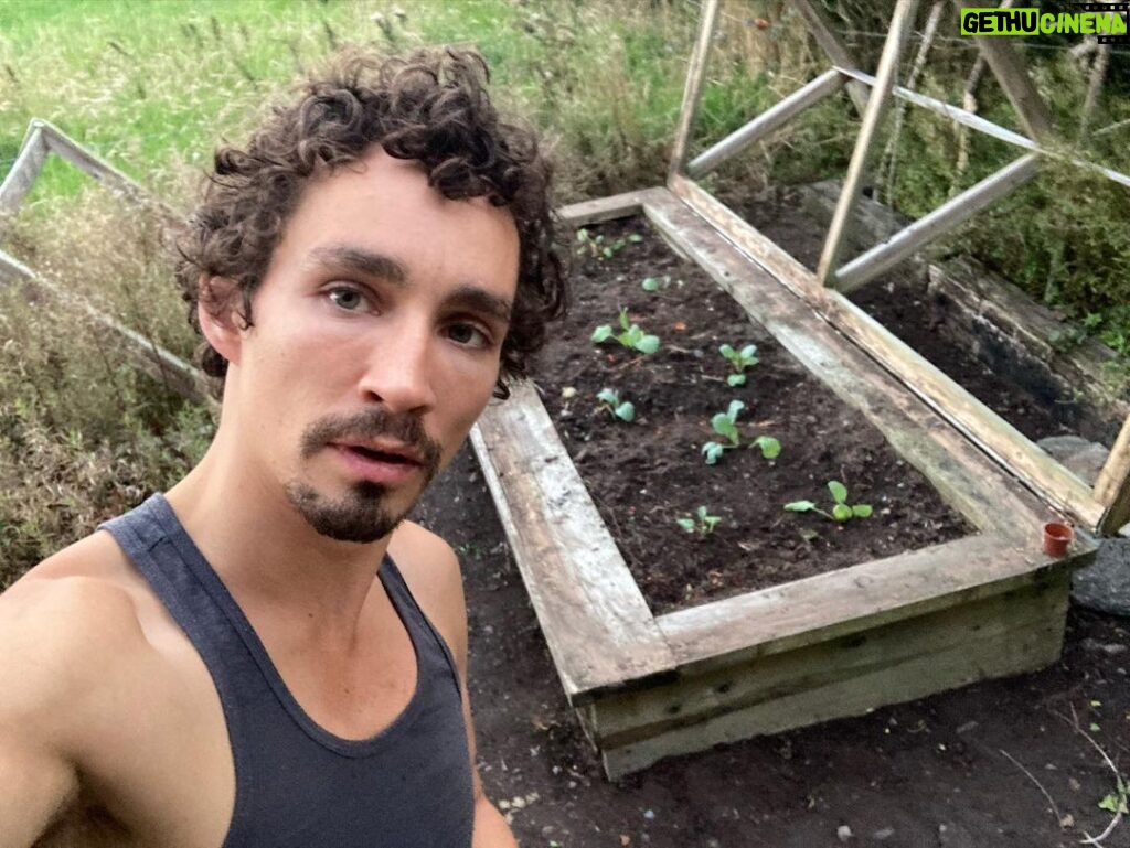 Robert Sheehan Instagram - Practising a bit o’ food sovereignty before the End Times #cabbage #beets #ginger etc 🍑 Six Feet Under