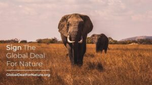 Robert Sheehan Instagram - I just signed the #GlobalDealForNature calling on world leaders to protect half of our lands and seas. If you’ve got a sec and fancy it, Sign the petition now at globaldealfornature.org/ - then sling it around - we could all make a BIG positive impact today 🌏❤️ Alright I’ll leave ye alone now x