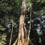 Rodrigo Santoro Instagram - Sempre ouvi falar muito na força da Amazônia, mas foi só agora, depois de passar dias e noites imerso nessa imensidão, que comecei a entender. Nesses registros, estão apenas algumas das tantas maneiras que essa terra mexeu com a gente. Testemunhar a minha filha conhecendo o coração pulsante do Brasil foi impactante. Me fez pensar sobre futuro e esperança. A Amazônia é uma professora soberana. Aprender com ela é essencial; é uma questão de Educação. Ainda temos tempo, mas não muito. Aqui vive um dos maiores tesouros do nosso país. Que a gente nunca feche os olhos pra isso. Muito obrigado @ruyctone por nos conduzir nessa jornada e nos inspirar com seu trabalho transformador 🌳