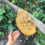 Rodrigo Santoro Instagram - Nem mil imagens traduziriam essa expedição na Amazônia. É preciso estar aqui pra ouvir os sons da natureza, compreender os seus caminhos e a sua forma de vida. Muitas raízes e histórias pra contar. Passar esses dias aprendendo em um dos nossos maiores patrimônios foi muito significativo.