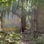Rodrigo Santoro Instagram - Sempre ouvi falar muito na força da Amazônia, mas foi só agora, depois de passar dias e noites imerso nessa imensidão, que comecei a entender. Nesses registros, estão apenas algumas das tantas maneiras que essa terra mexeu com a gente. Testemunhar a minha filha conhecendo o coração pulsante do Brasil foi impactante. Me fez pensar sobre futuro e esperança. A Amazônia é uma professora soberana. Aprender com ela é essencial; é uma questão de Educação. Ainda temos tempo, mas não muito. Aqui vive um dos maiores tesouros do nosso país. Que a gente nunca feche os olhos pra isso. Muito obrigado @ruyctone por nos conduzir nessa jornada e nos inspirar com seu trabalho transformador 🌳