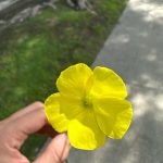 Rosalía Instagram - algún truco para no llorar?