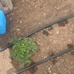 Rose Namajunas Instagram - Got that drip drip in!!! Now they won’t be thirsty! Root veggies and other vines on the outside too!