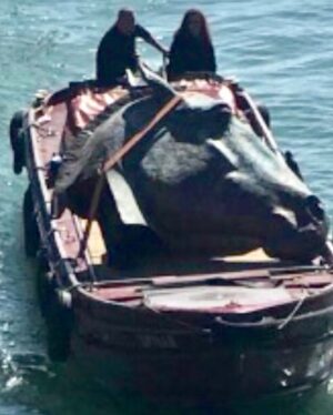 Russell Crowe Instagram - A Nick Fiddian-Green statue arriving in Venice.