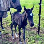 Russell Crowe Instagram – Desi had her foal. She has a heart on her forehead ! 
Mother and daughter doing great