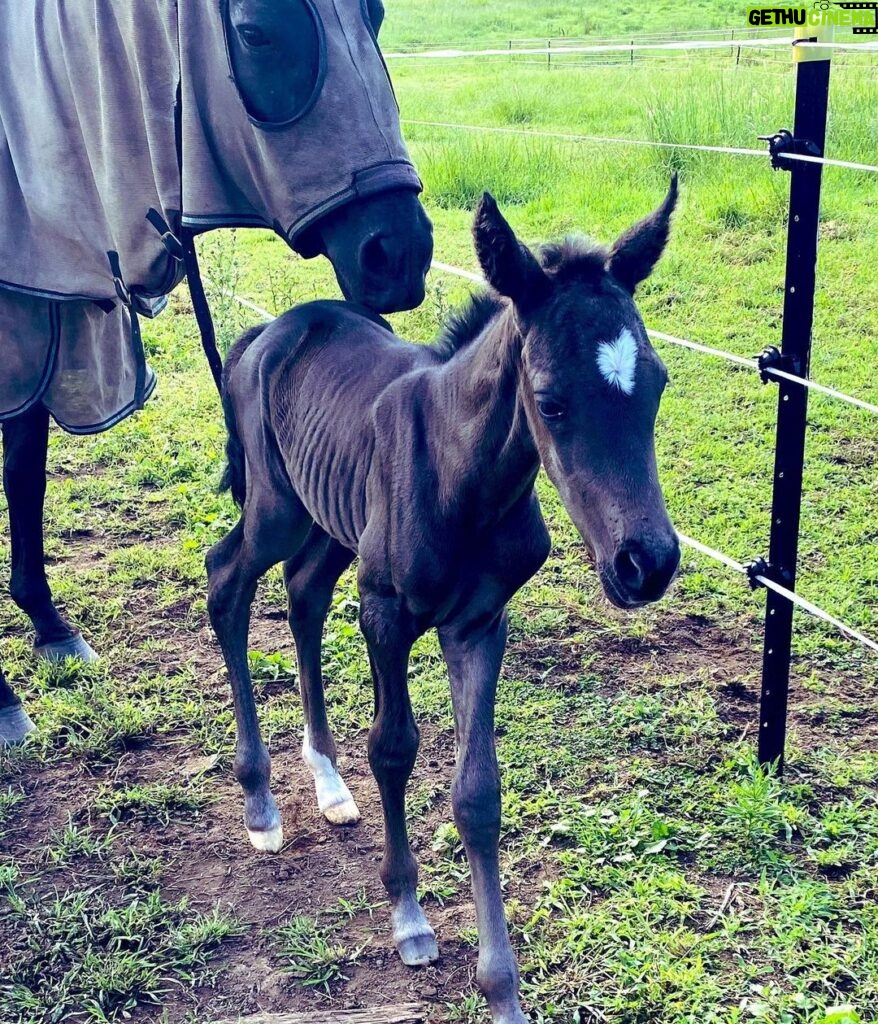Russell Crowe Instagram - Desi had her foal. She has a heart on her forehead ! Mother and daughter doing great