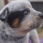 Russell Crowe Instagram – My pup has had a pup !!
A litter of 1. Unusual . 
Here’s Junior … what a cutie just like his dad.