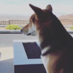 Ryan Higa Instagram - He saw a rabbit in the backyard, but It got away... now he refuses to come in and just sits here waiting for it to return #TheOneThatGotAway #RokuIsHachi @rokutheshibainu