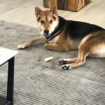 Ryan Higa Instagram - Bones, Rugs N Larceny... I didn’t give him two bones. 🤔