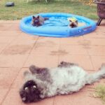 Ryan Kelley Instagram - Who said cats don't like pools?! #nationalcatday