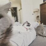 Ryan Kelley Instagram - I’m so fur-tunate