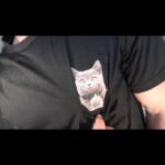 Ryan Kelley Instagram - Gotta catch them all! To see the full video, check the link in bio 🐱