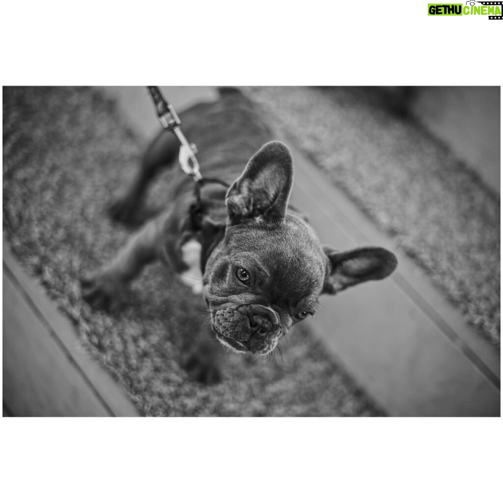 Ryoma Takeuchi Instagram - Dogs Dogs Dogs Love🤍 #leica #写真 #紳士会写真部 #犬