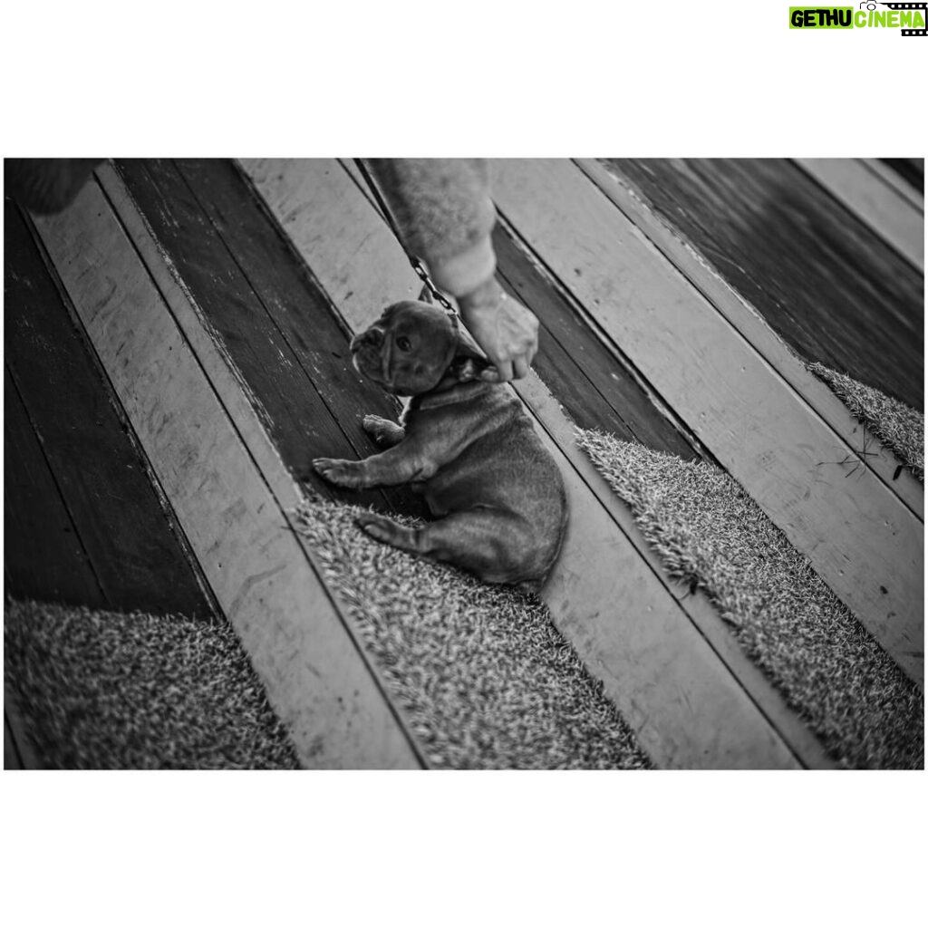 Ryoma Takeuchi Instagram - Dogs Dogs Dogs Love🤍 #leica #写真 #紳士会写真部 #犬