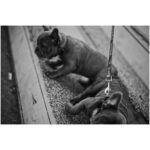Ryoma Takeuchi Instagram – Dogs Dogs Dogs Love🤍

#leica  #写真  #紳士会写真部  #犬