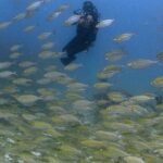 Safa Kabir Instagram - There is so much to see under the Sea. I really wanted to do it for a very long time. Finally it happened nicely and smoothly and I loved every bit of it. Thank you @blackturtledive For making one of my dreams come true. A lot of places need to be discovered, this time it was 12 meter in Tanote bay Thailand.