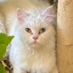 Sahar Al Sayegh Instagram - Such apure soul found lost in my house since aweek with no one to belong الناس يا جماعه اللي بتسرب حيوانتها يا تودوهم اماكن رعايه او بيوت ناس تحب تربيهم …ارحموا يرحمكم الله.. Help me choosing her aname plz🤍