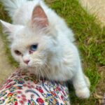 Sahar Al Sayegh Instagram - Such apure soul found lost in my house since aweek with no one to belong الناس يا جماعه اللي بتسرب حيوانتها يا تودوهم اماكن رعايه او بيوت ناس تحب تربيهم …ارحموا يرحمكم الله.. Help me choosing her aname plz🤍