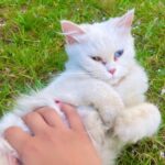 Sahar Al Sayegh Instagram - Such apure soul found lost in my house since aweek with no one to belong الناس يا جماعه اللي بتسرب حيوانتها يا تودوهم اماكن رعايه او بيوت ناس تحب تربيهم …ارحموا يرحمكم الله.. Help me choosing her aname plz🤍