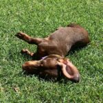Salvatore Esposito Instagram - Pure Love Lola 🩷 #Internationaldogday