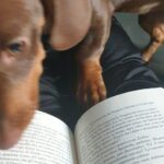 Salvatore Esposito Instagram - Pure Love Lola 🩷 #Internationaldogday