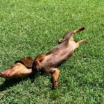 Salvatore Esposito Instagram - Pure Love Lola 🩷 #Internationaldogday
