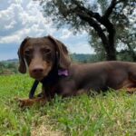 Salvatore Esposito Instagram - Pure Love Lola 🩷 #Internationaldogday