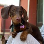 Salvatore Esposito Instagram - Lola 🩷 Credo di non avervi mai presentato la nostra cucciolotta Lola !!! Solo chi ha un cane può capire l'amore immenso che si prova e quello incondizionato che si riceve . Non avevo mai avuto un cane e solo ora capisco che grande errore è stato non averlo avuto prima 🐕 Come si chiamano i vostri cucciolotti ?? 🐶 ❤️ #Bassotti #Dog #dachshund