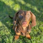 Salvatore Esposito Instagram - Lola 🩷 Credo di non avervi mai presentato la nostra cucciolotta Lola !!! Solo chi ha un cane può capire l'amore immenso che si prova e quello incondizionato che si riceve . Non avevo mai avuto un cane e solo ora capisco che grande errore è stato non averlo avuto prima 🐕 Come si chiamano i vostri cucciolotti ?? 🐶 ❤️ #Bassotti #Dog #dachshund