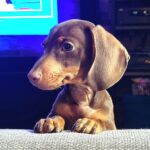 Salvatore Esposito Instagram - Lola 🩷 Credo di non avervi mai presentato la nostra cucciolotta Lola !!! Solo chi ha un cane può capire l'amore immenso che si prova e quello incondizionato che si riceve . Non avevo mai avuto un cane e solo ora capisco che grande errore è stato non averlo avuto prima 🐕 Come si chiamano i vostri cucciolotti ?? 🐶 ❤️ #Bassotti #Dog #dachshund
