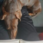 Salvatore Esposito Instagram - Lola 🩷 Credo di non avervi mai presentato la nostra cucciolotta Lola !!! Solo chi ha un cane può capire l'amore immenso che si prova e quello incondizionato che si riceve . Non avevo mai avuto un cane e solo ora capisco che grande errore è stato non averlo avuto prima 🐕 Come si chiamano i vostri cucciolotti ?? 🐶 ❤️ #Bassotti #Dog #dachshund