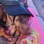 Salvatore Esposito Instagram - Lola 🩷 Credo di non avervi mai presentato la nostra cucciolotta Lola !!! Solo chi ha un cane può capire l'amore immenso che si prova e quello incondizionato che si riceve . Non avevo mai avuto un cane e solo ora capisco che grande errore è stato non averlo avuto prima 🐕 Come si chiamano i vostri cucciolotti ?? 🐶 ❤️ #Bassotti #Dog #dachshund