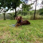 Salvatore Esposito Instagram - Lola 🩷 Credo di non avervi mai presentato la nostra cucciolotta Lola !!! Solo chi ha un cane può capire l'amore immenso che si prova e quello incondizionato che si riceve . Non avevo mai avuto un cane e solo ora capisco che grande errore è stato non averlo avuto prima 🐕 Come si chiamano i vostri cucciolotti ?? 🐶 ❤️ #Bassotti #Dog #dachshund