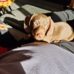 Salvatore Esposito Instagram - Lola 🩷 Credo di non avervi mai presentato la nostra cucciolotta Lola !!! Solo chi ha un cane può capire l'amore immenso che si prova e quello incondizionato che si riceve . Non avevo mai avuto un cane e solo ora capisco che grande errore è stato non averlo avuto prima 🐕 Come si chiamano i vostri cucciolotti ?? 🐶 ❤️ #Bassotti #Dog #dachshund